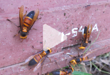 bee spotting playbutton