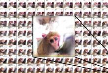 monkey 16x9 1
