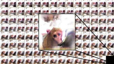 monkey 16x9 1