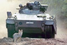 wolf pup with tank 1280x720
