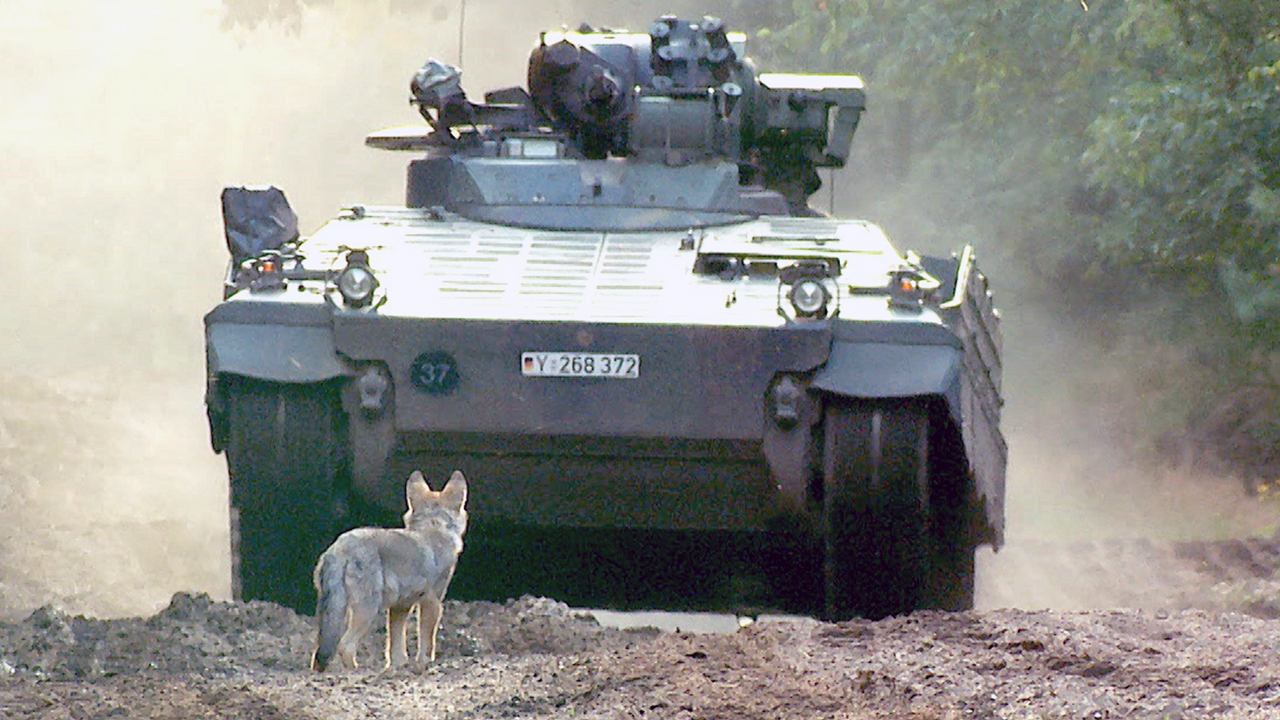 wolf pup with tank
