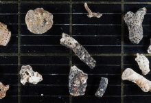 Bryozoan fragments dated 1536x759