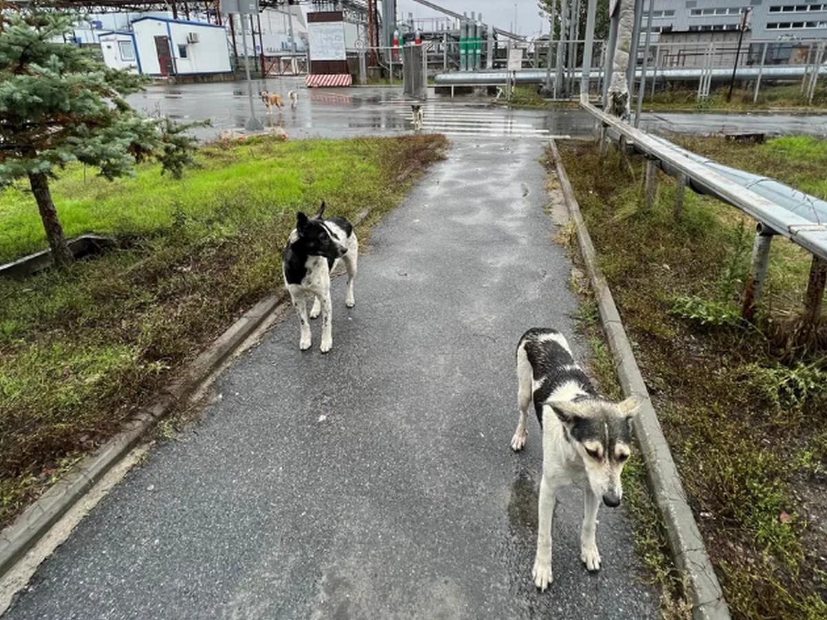 Tchernobyl chiens big