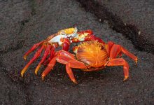 carapace crabe batterie sodium big