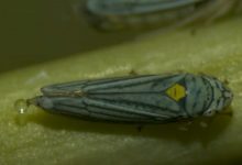cicadelle pisseuse big